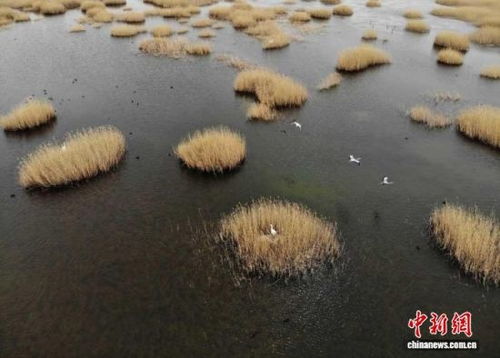 武威生態(tài)新畫卷 雪豹做客，黃沙披綠，生態(tài)材料銷售前景廣闊